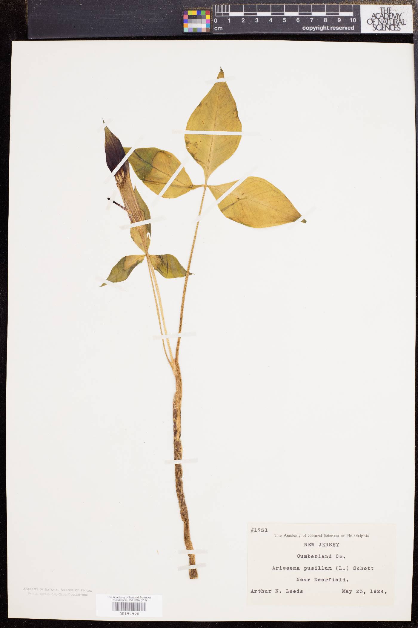 Arisaema pusillum image