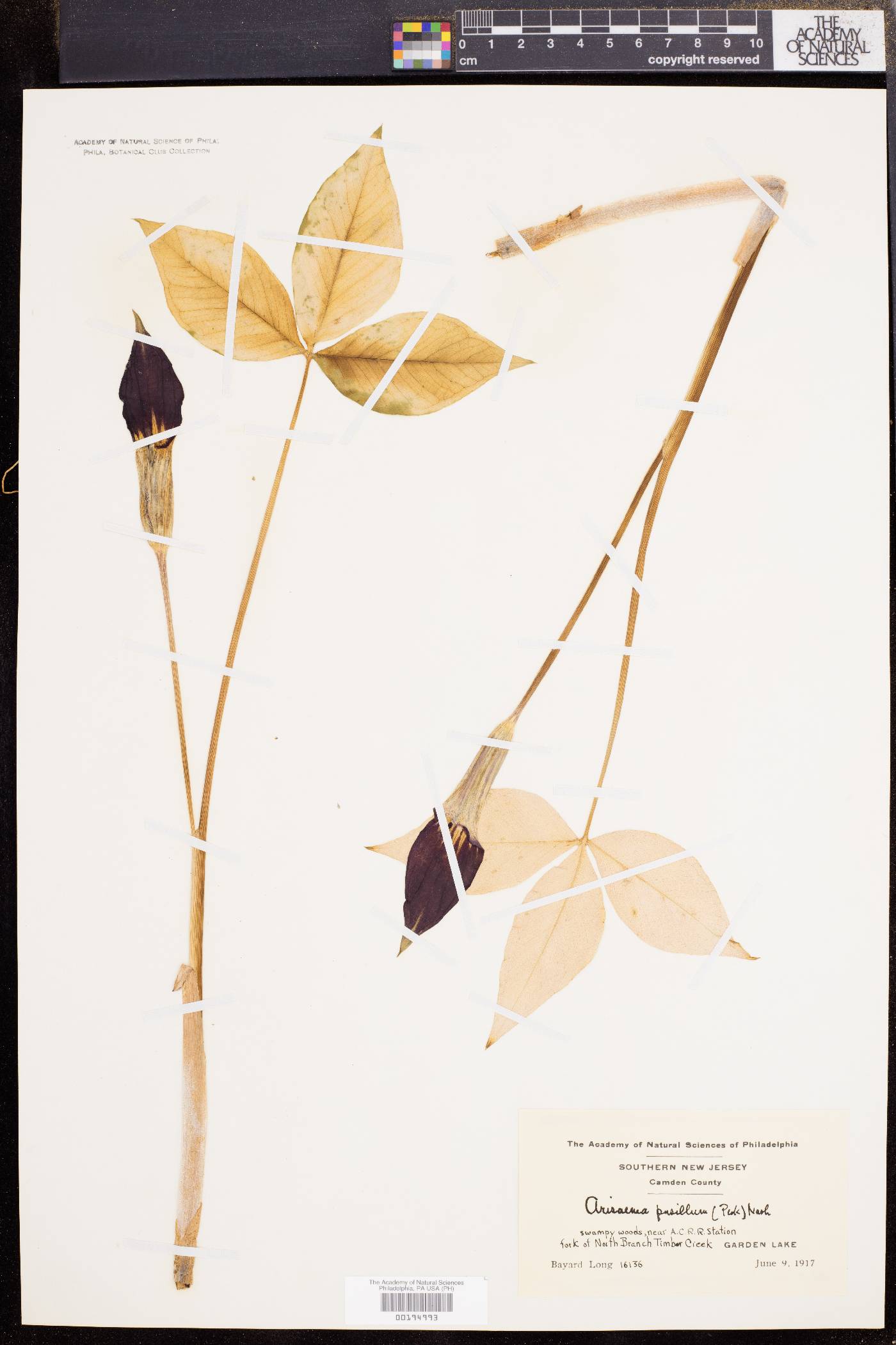 Arisaema pusillum image