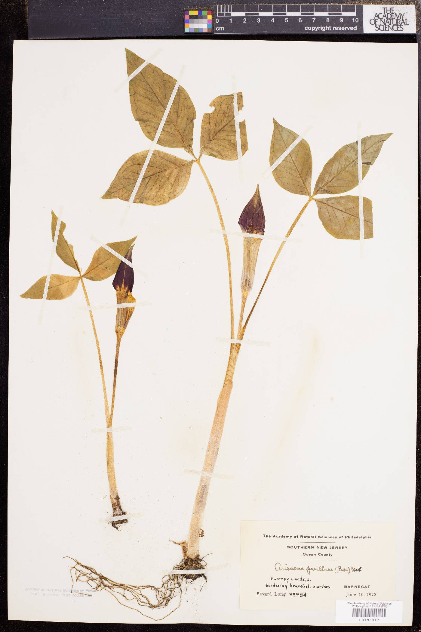 Arisaema pusillum image