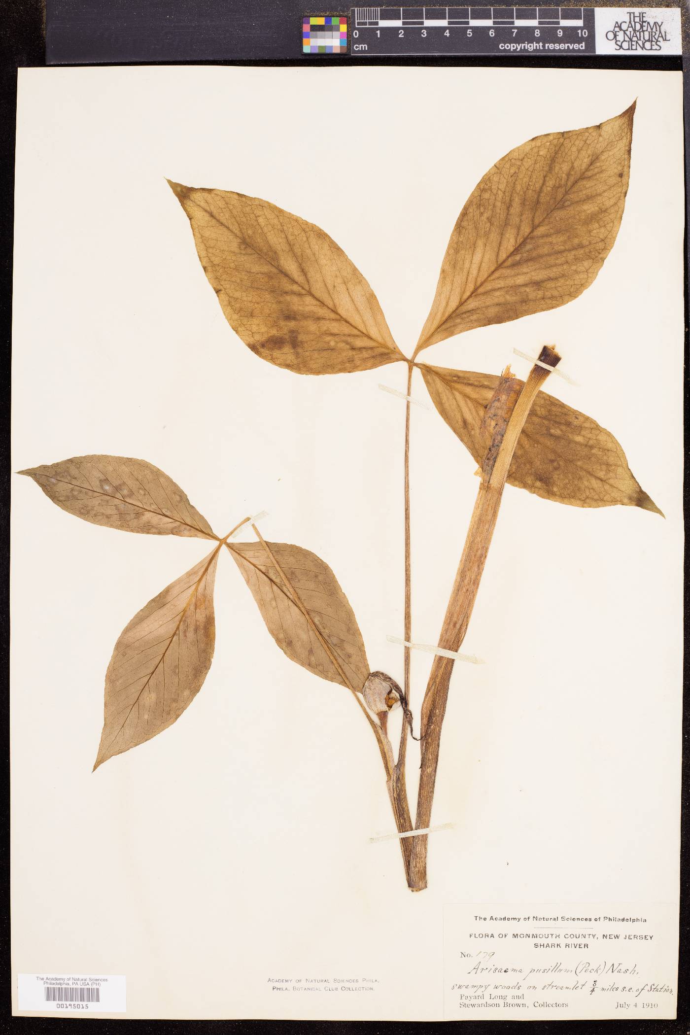 Arisaema pusillum image