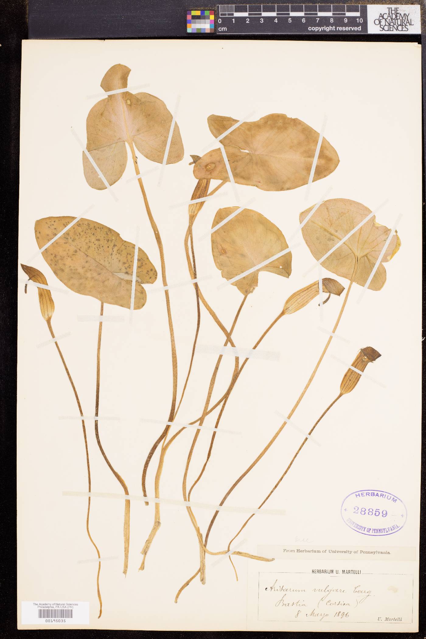Arisarum vulgare image