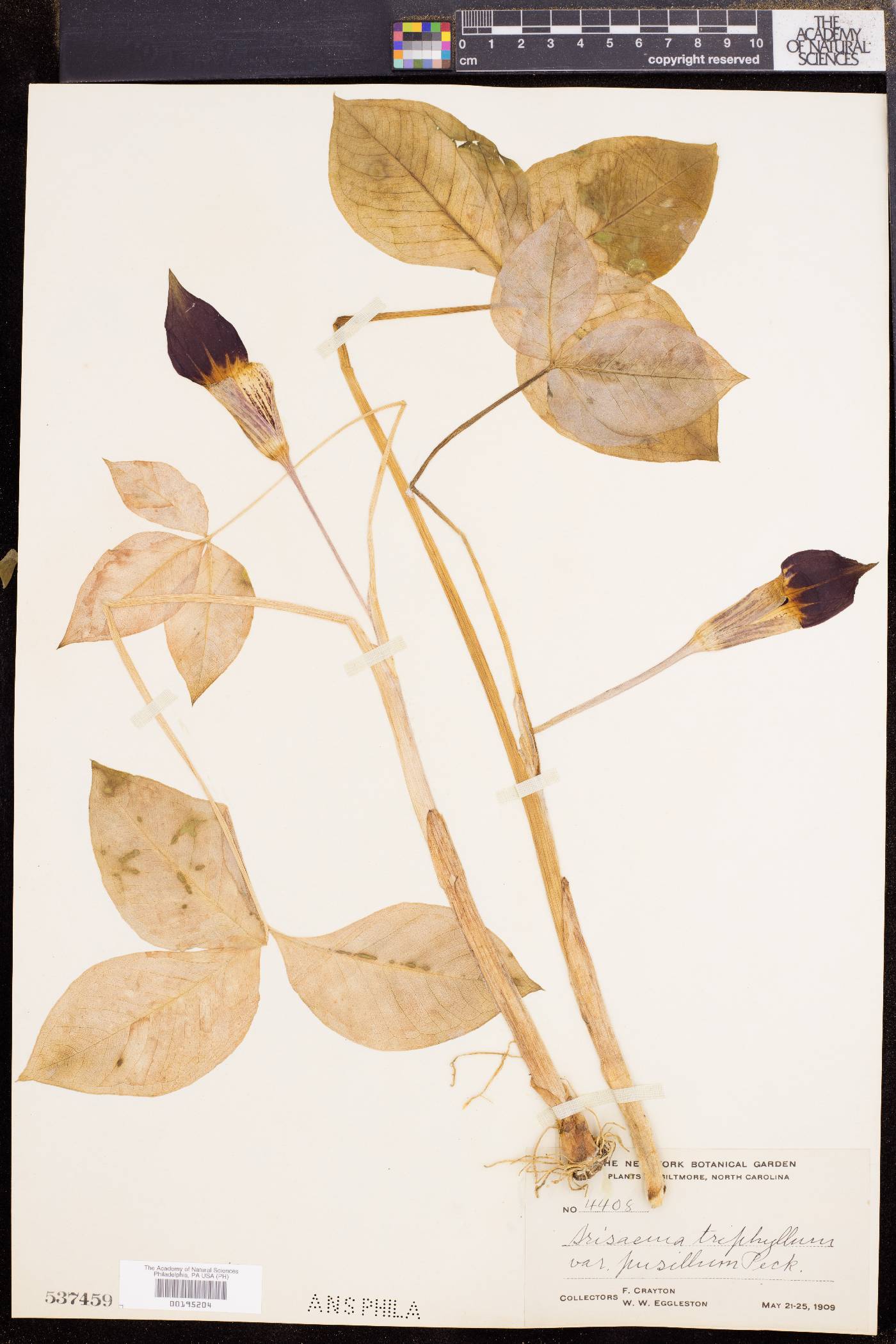 Arisaema pusillum image