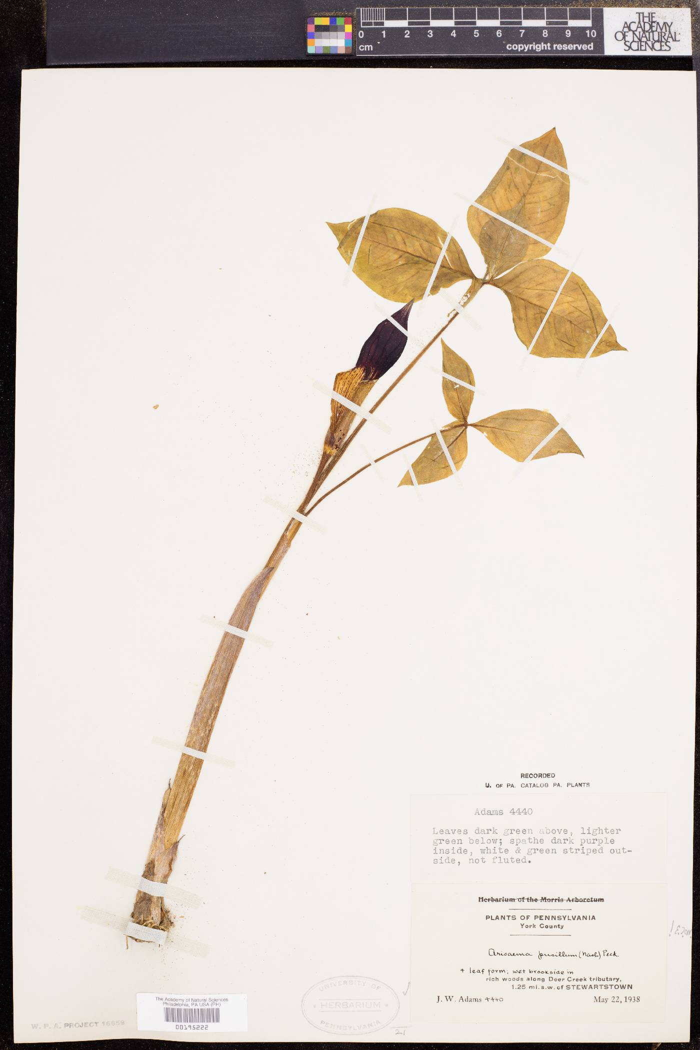Arisaema pusillum image