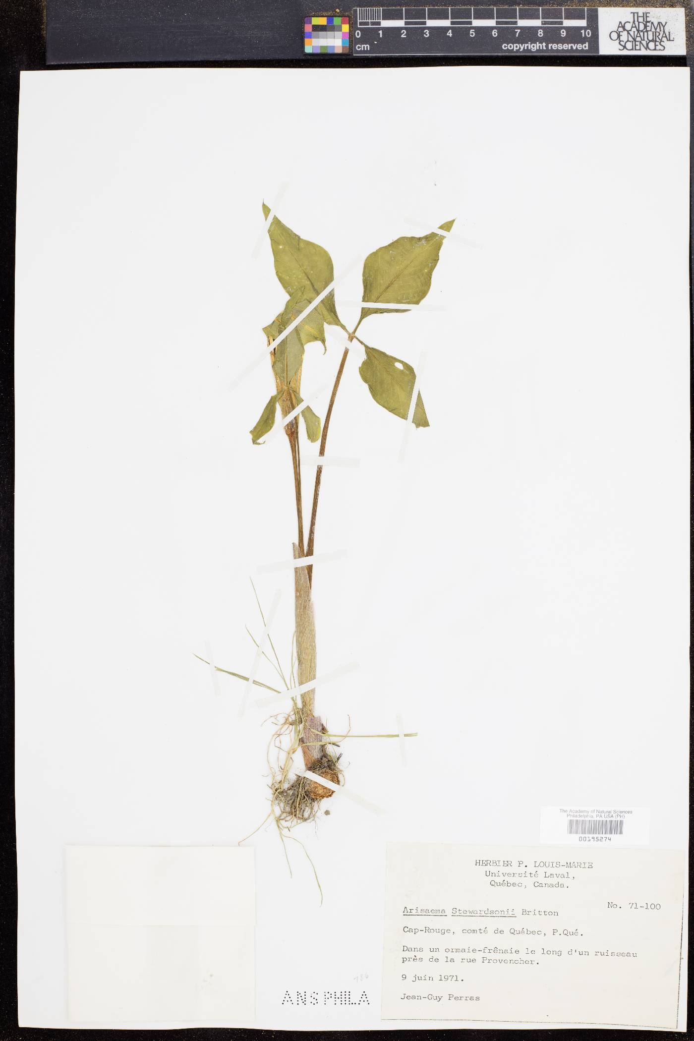 Arisaema stewardsonii image