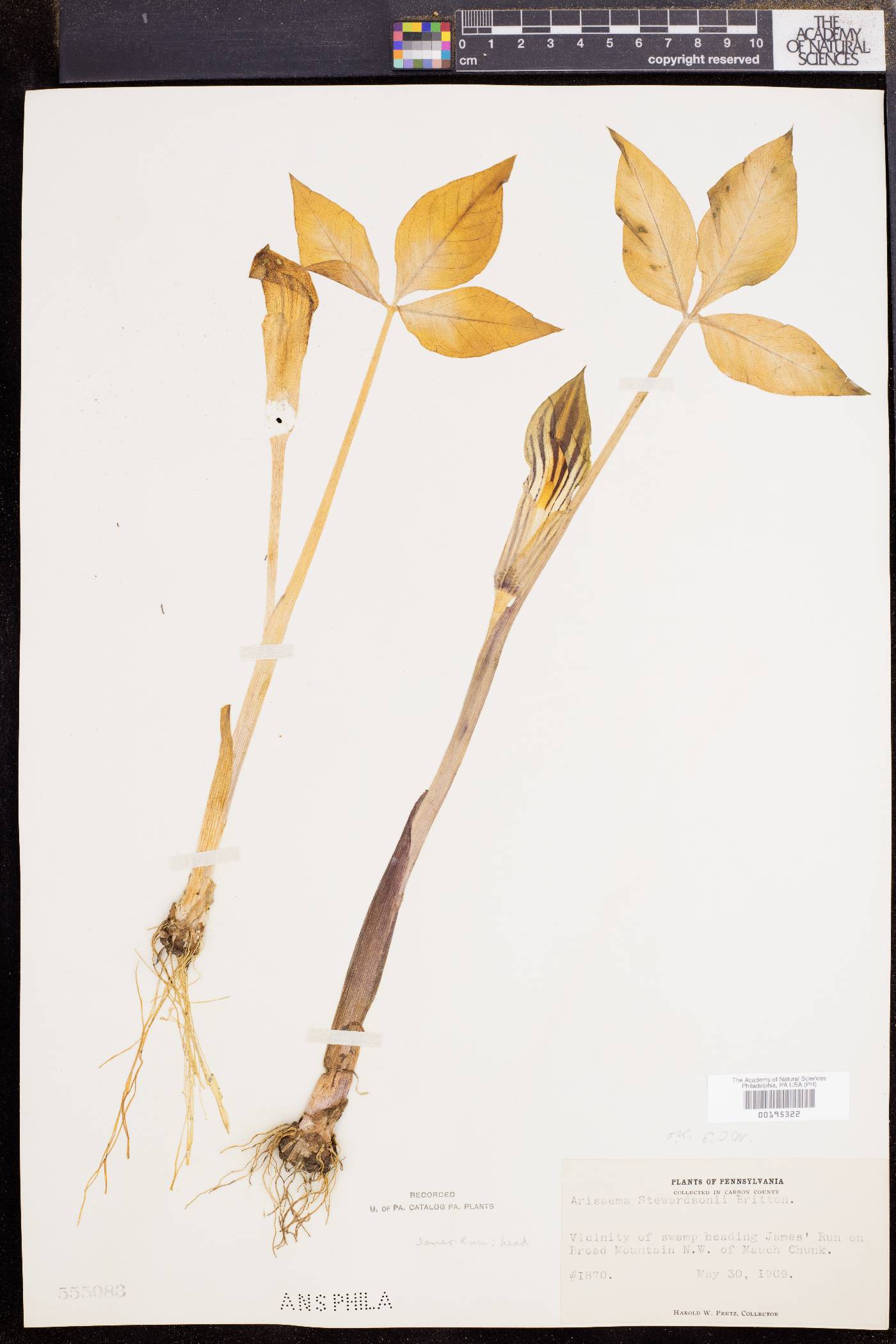Arisaema stewardsonii image