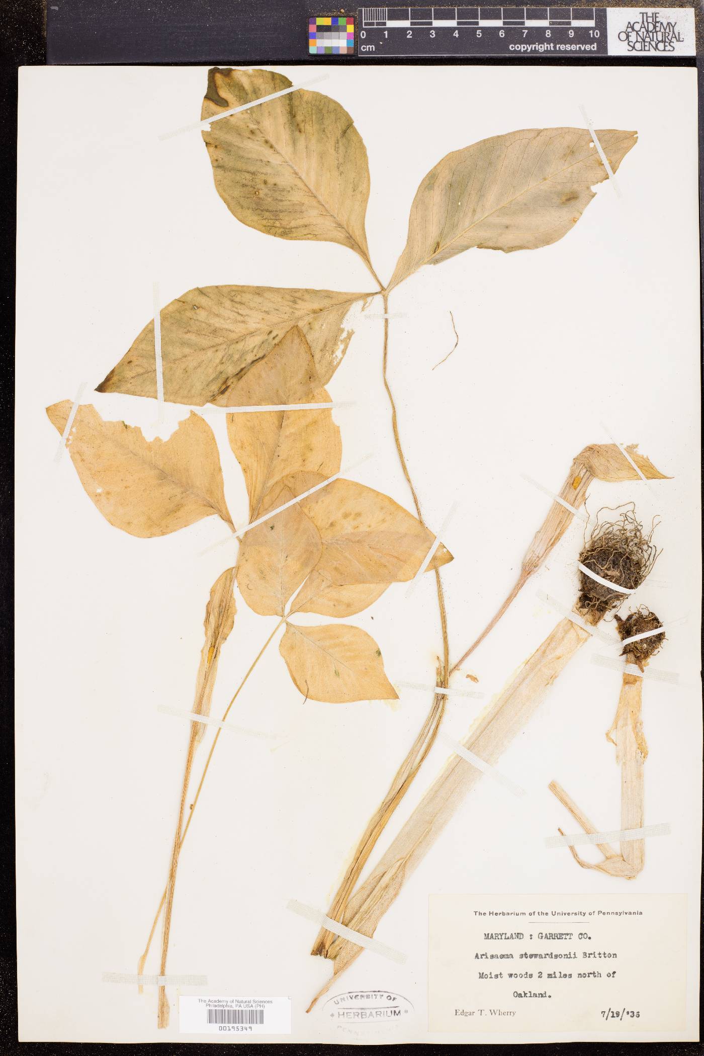 Arisaema stewardsonii image