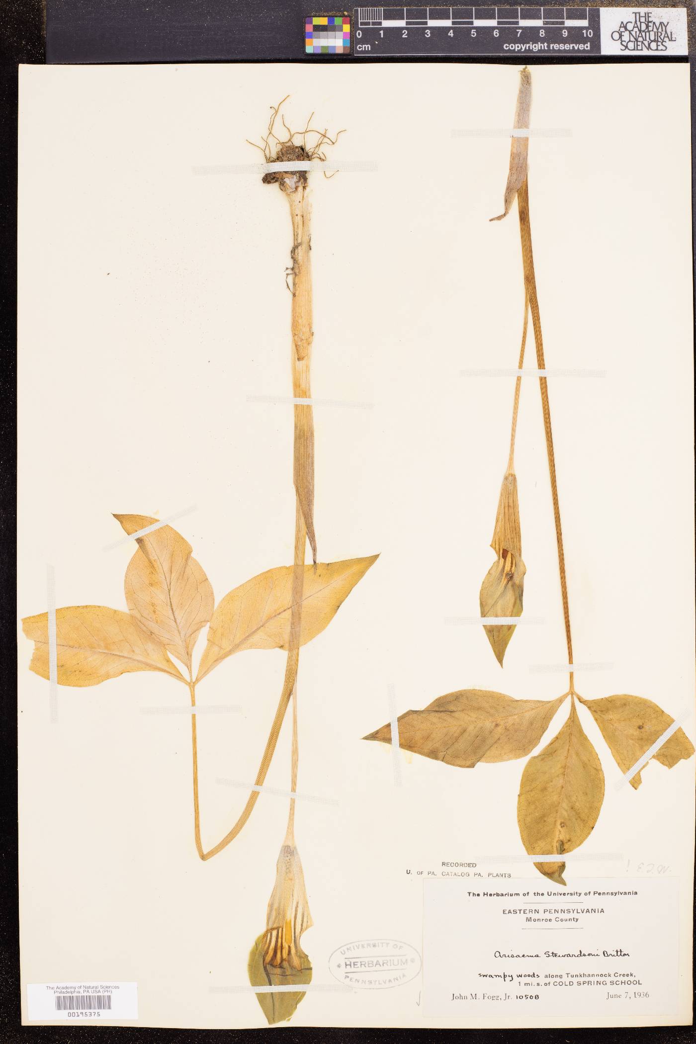 Arisaema stewardsonii image