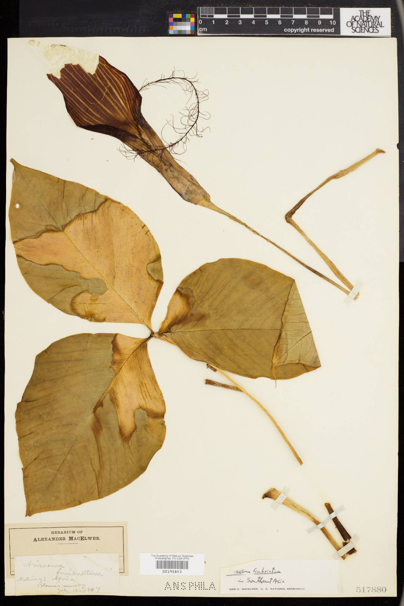 Arisaema fimbriatum image