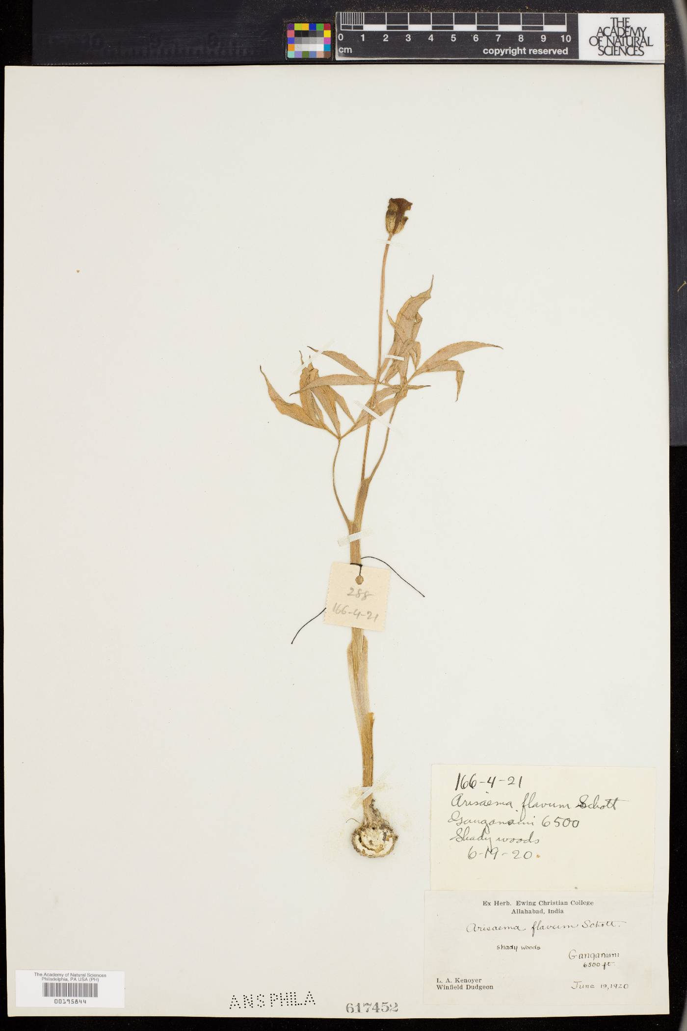 Arisaema flavum image