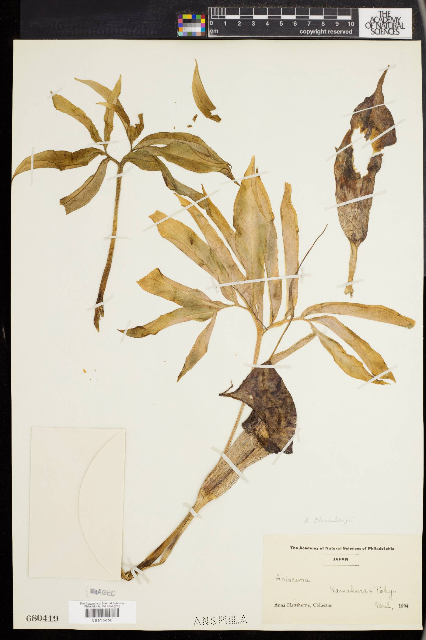Arisaema thunbergii subsp. urashima image