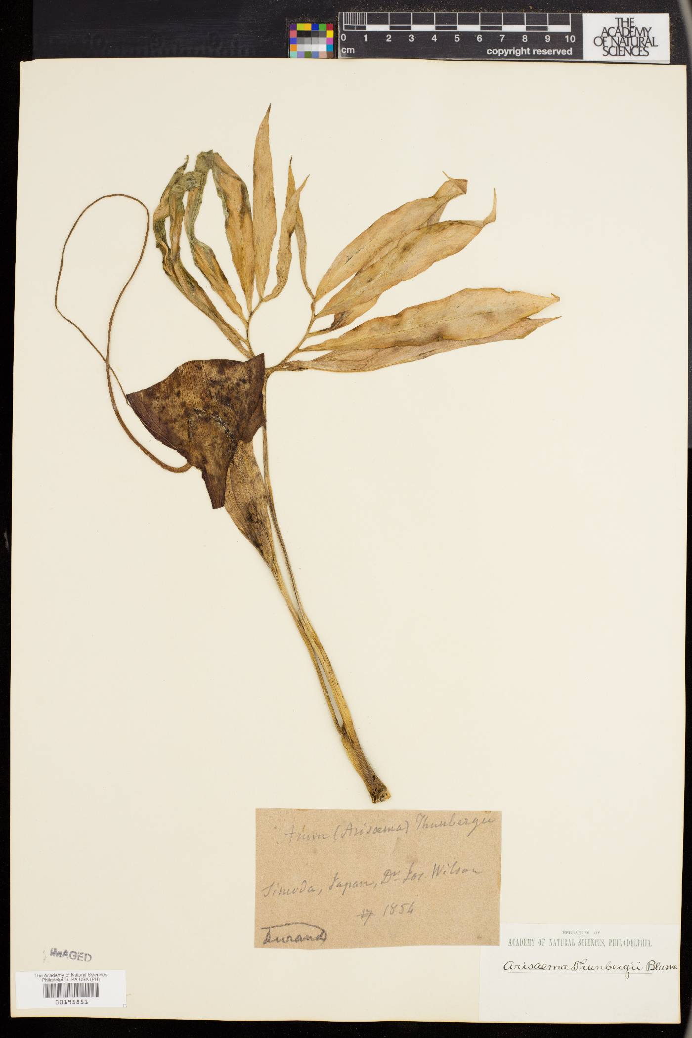 Arisaema thunbergii image