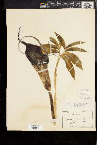 Arisaema thunbergii subsp. urashima image