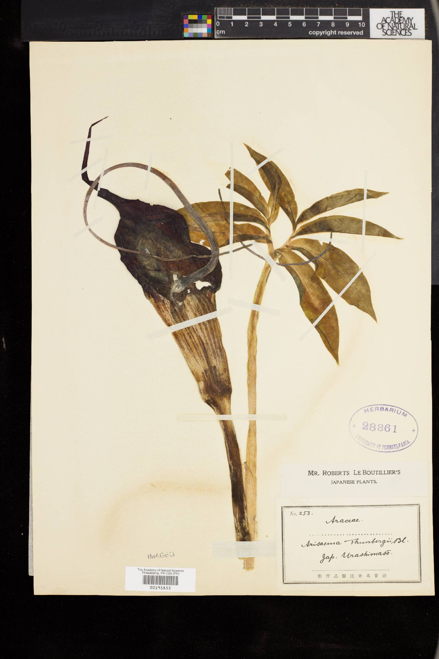 Arisaema thunbergii subsp. urashima image