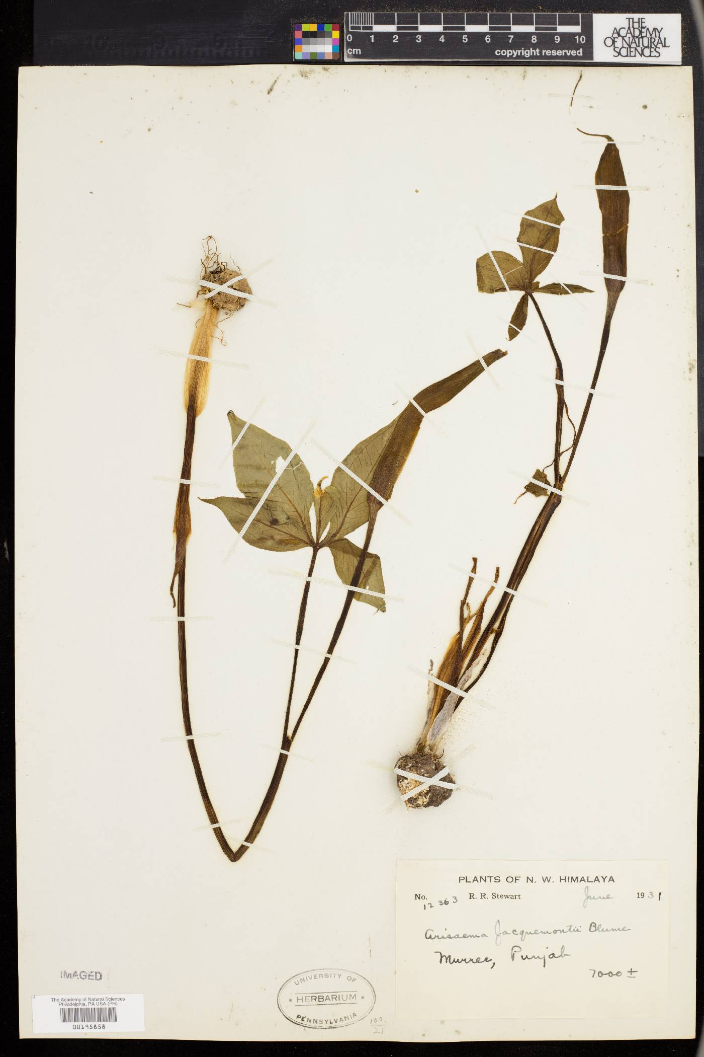 Arisaema jacquemontii image