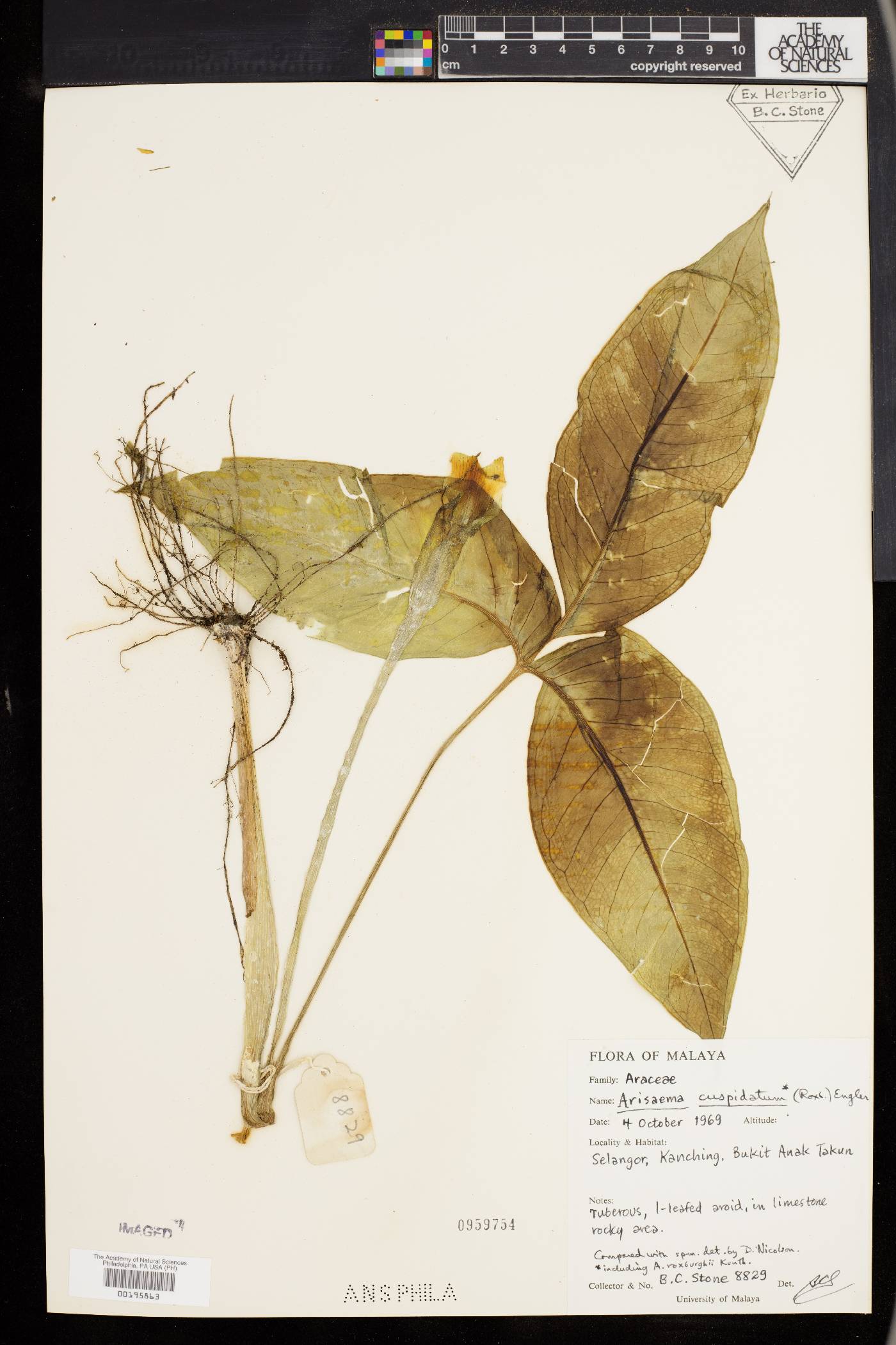 Arisaema roxburghii image