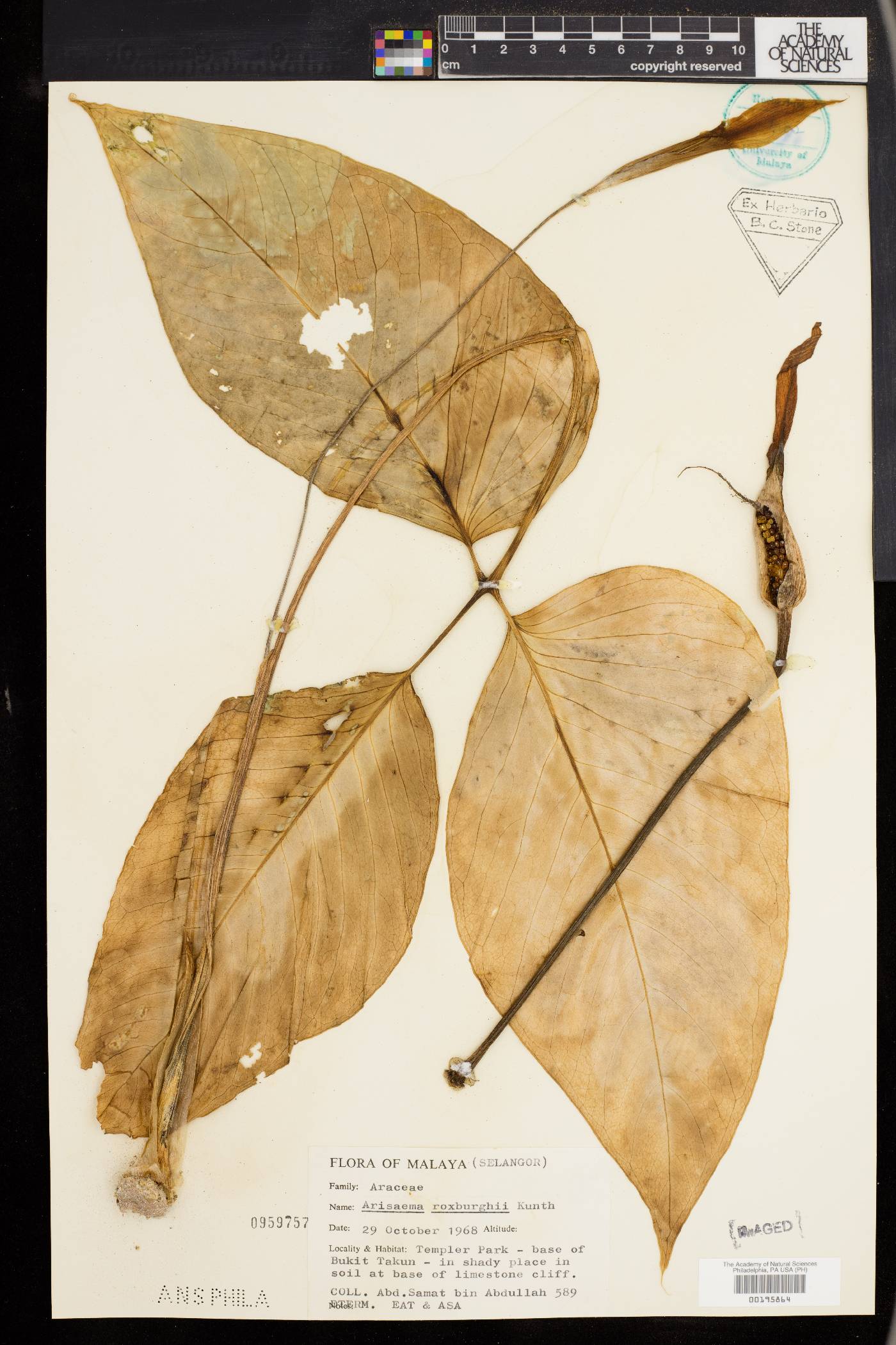 Arisaema roxburghii image