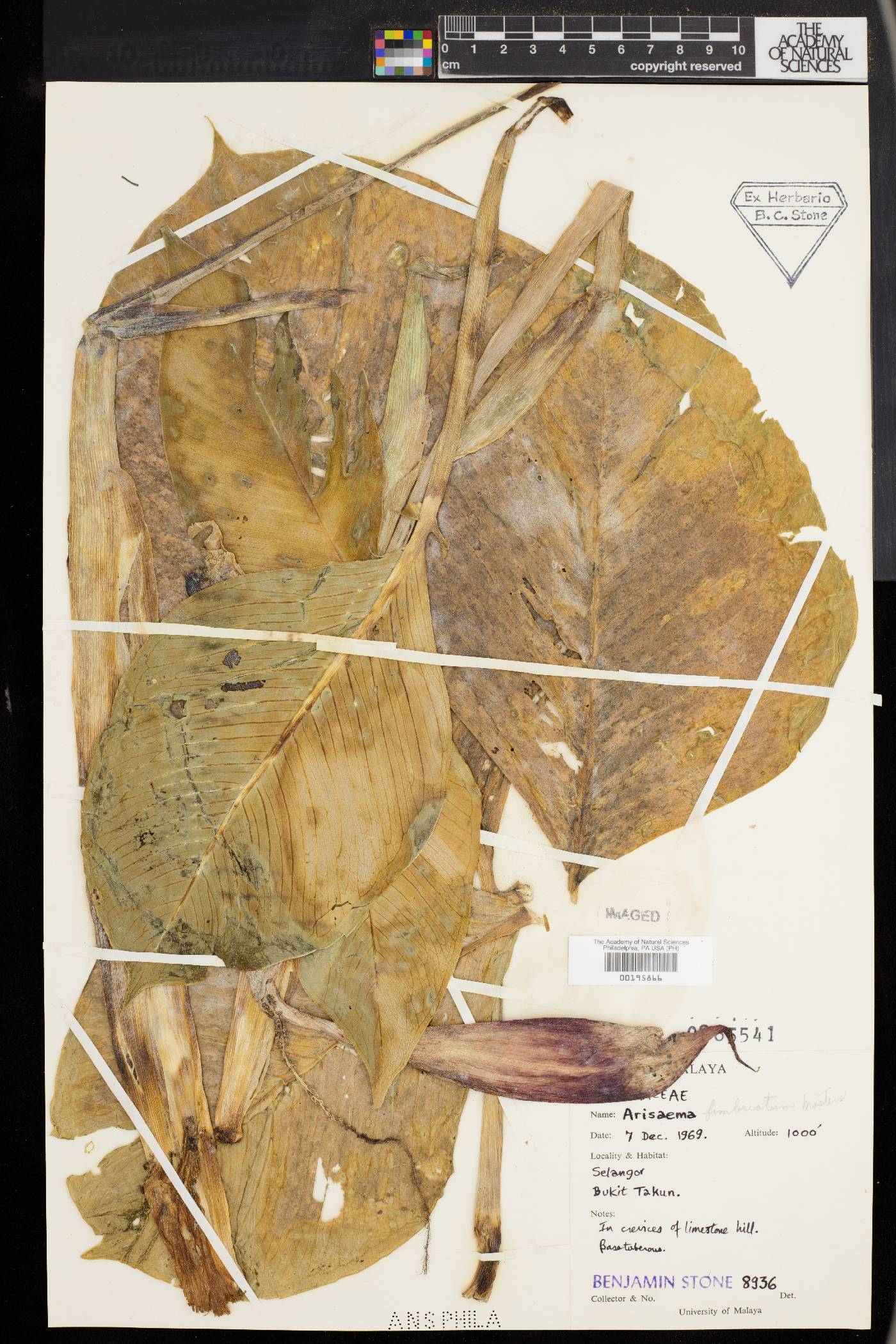 Arisaema fimbriatum image