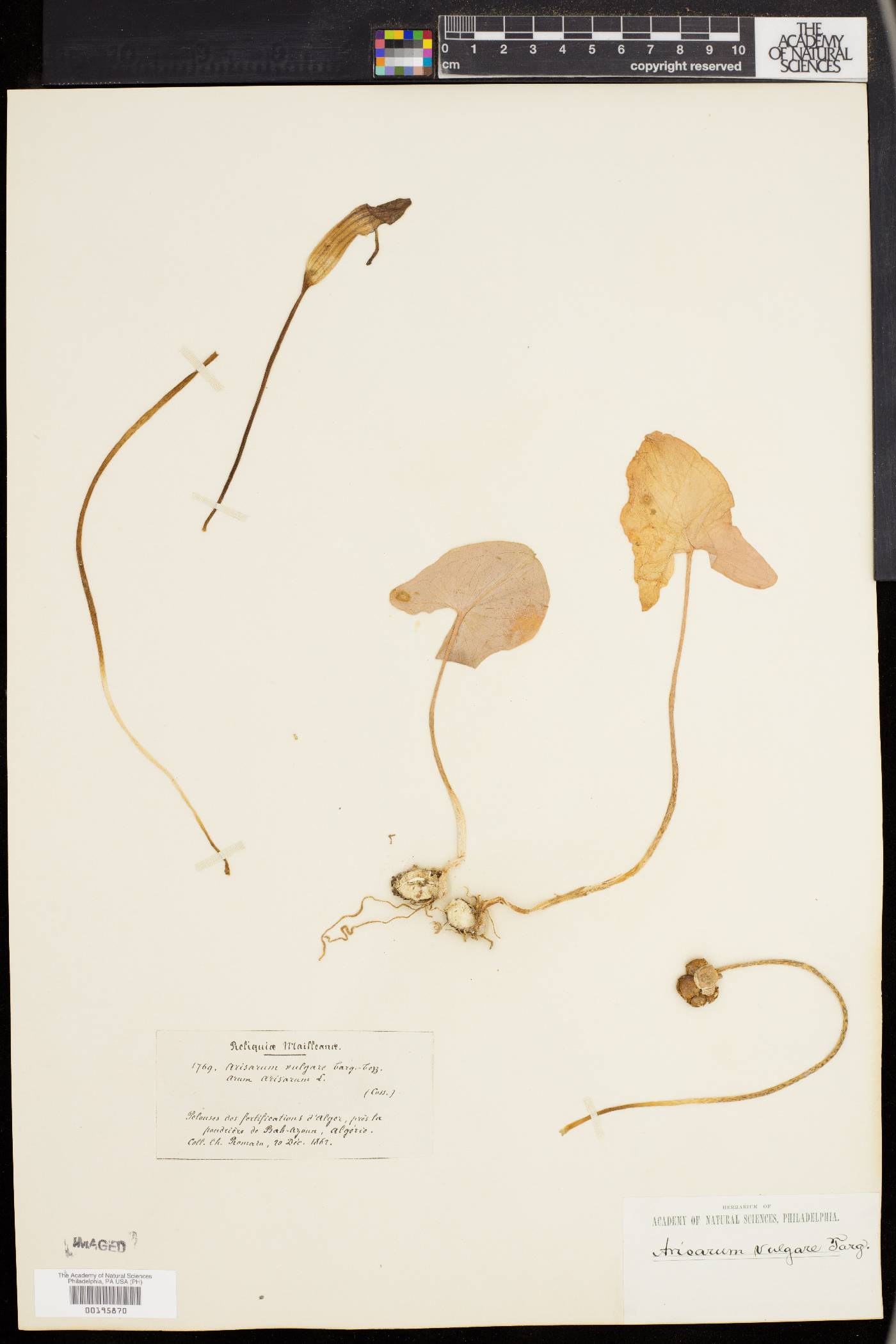 Arisarum vulgare image