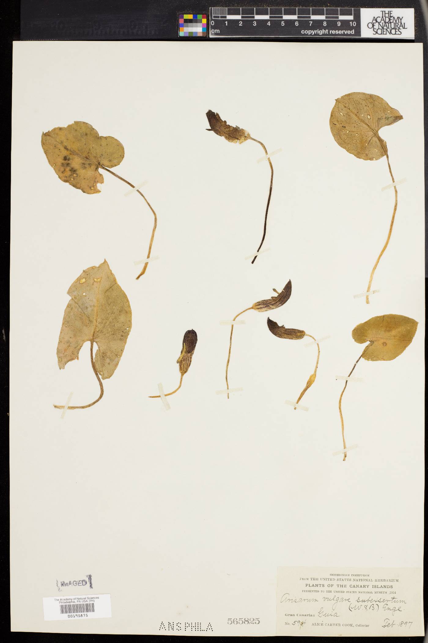 Arisarum vulgare image