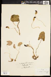 Media resource of Arisarum simorrhinum