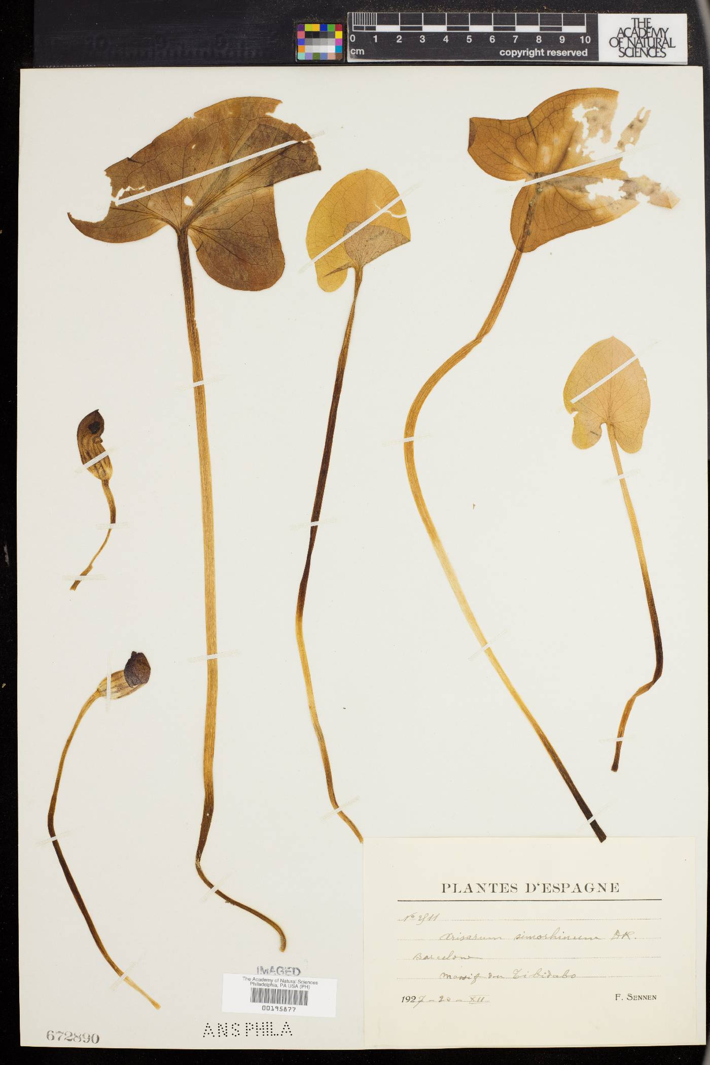 Arisarum simorrhinum image