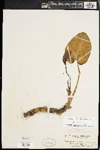 Calla palustris image