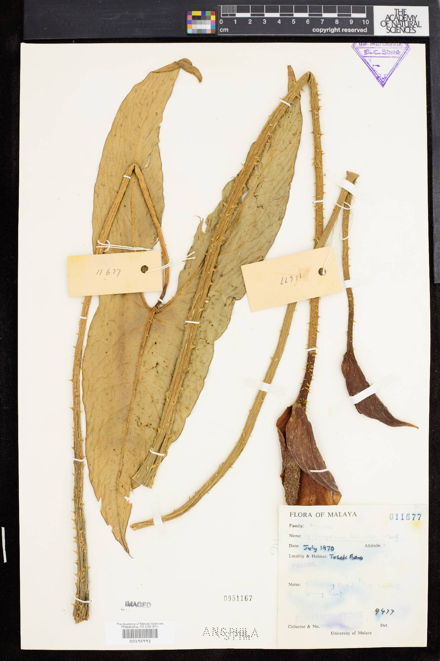 Cyrtosperma merkusii image