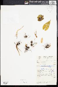 Media resource of Hapaline benthamiana