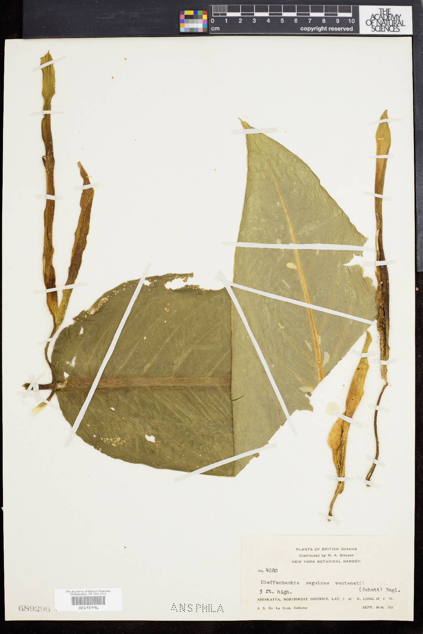 Dieffenbachia seguine image