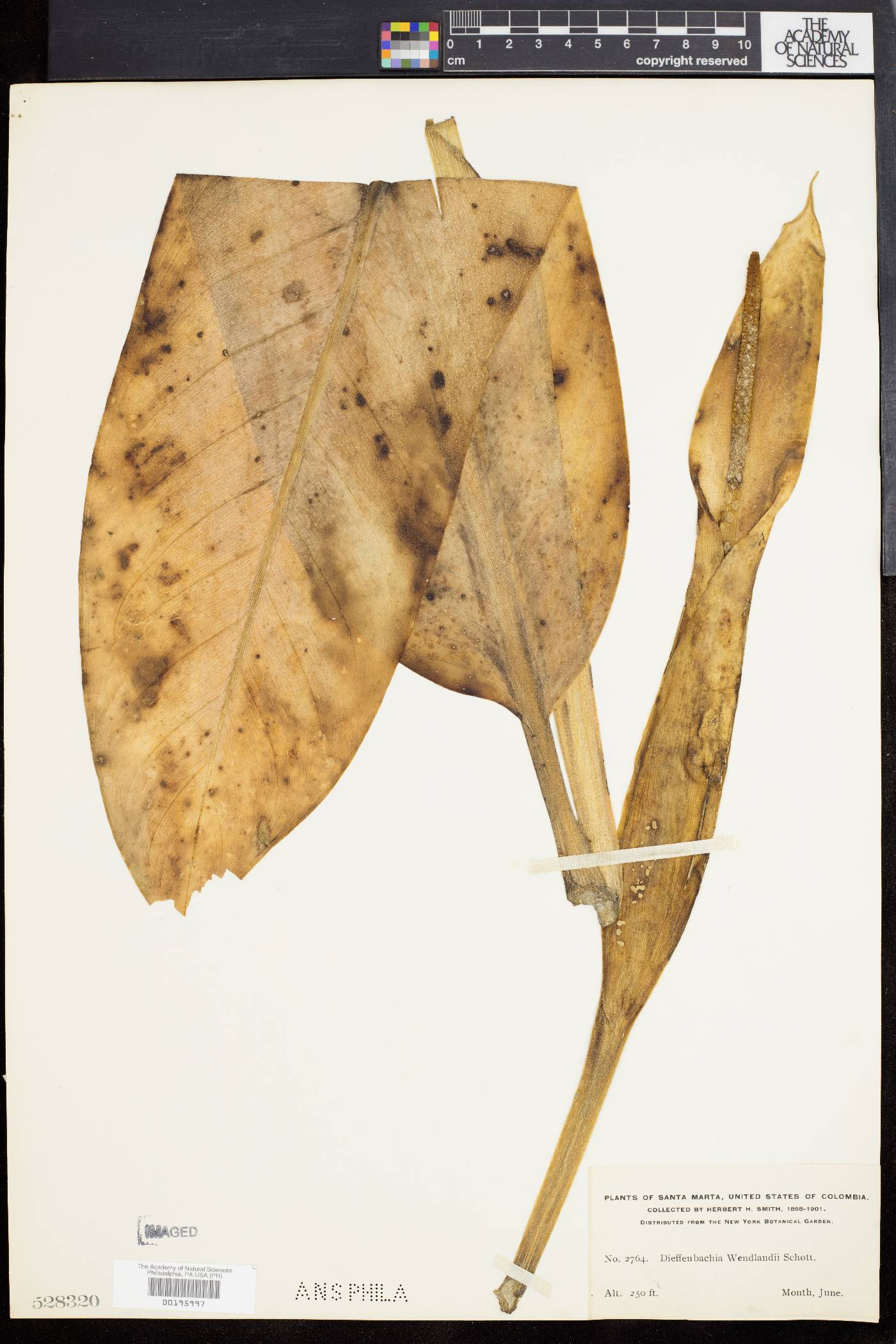 Dieffenbachia wendlandii image