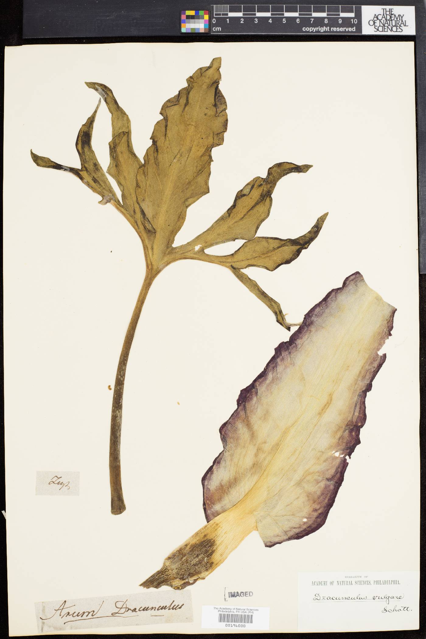 Dracunculus vulgaris image