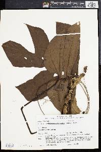 Media resource of Epipremnopsis media