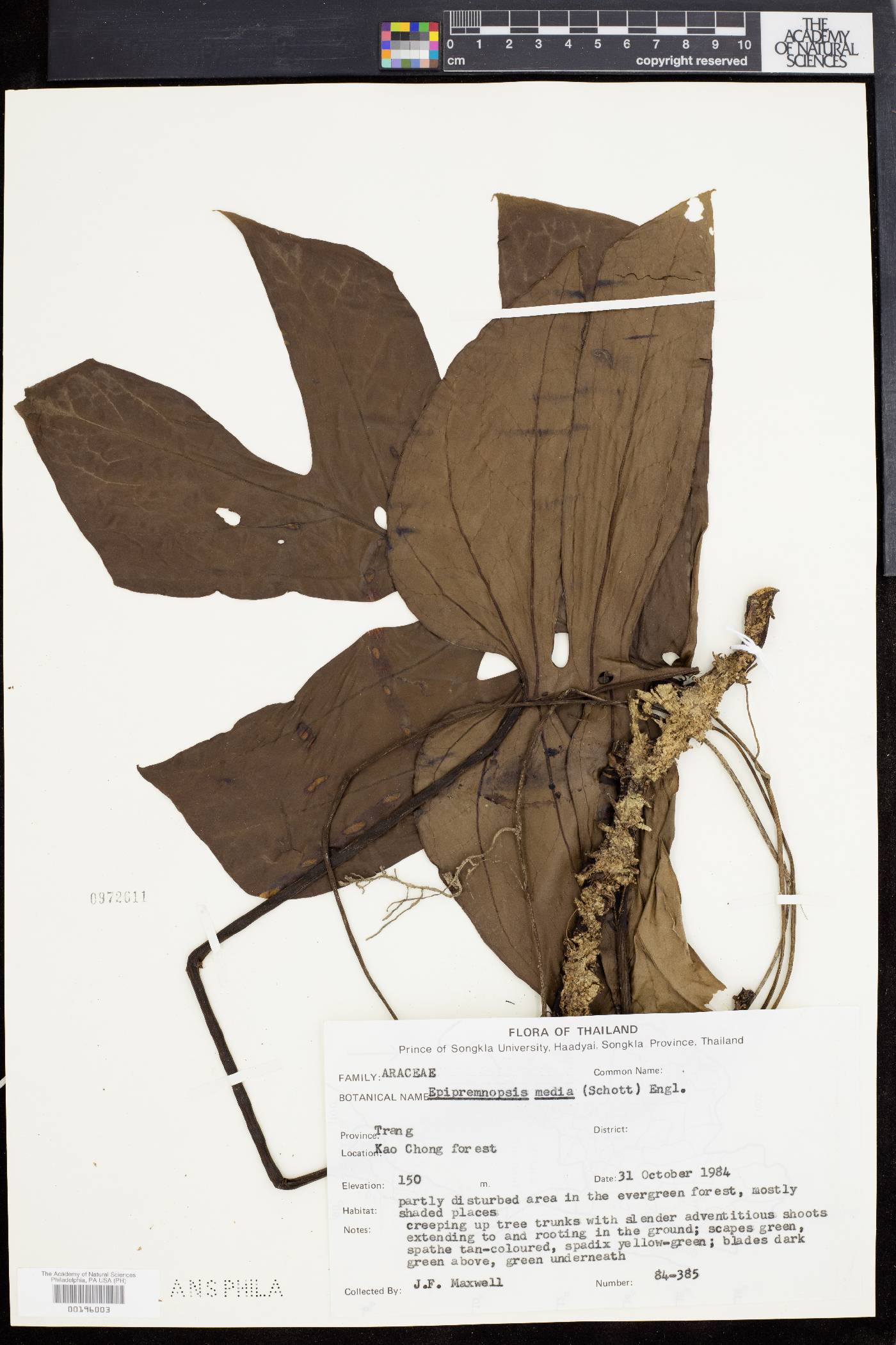 Epipremnopsis media image