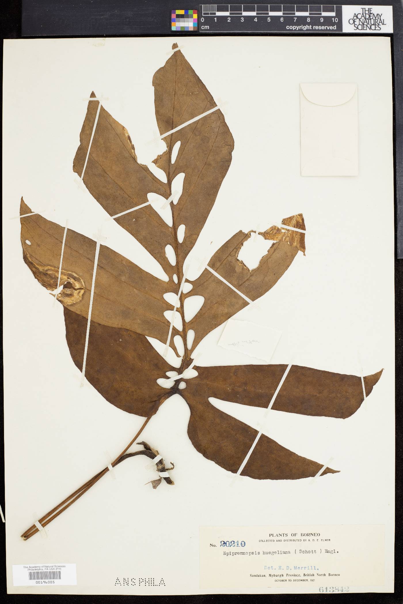 Epipremnopsis huegelii image