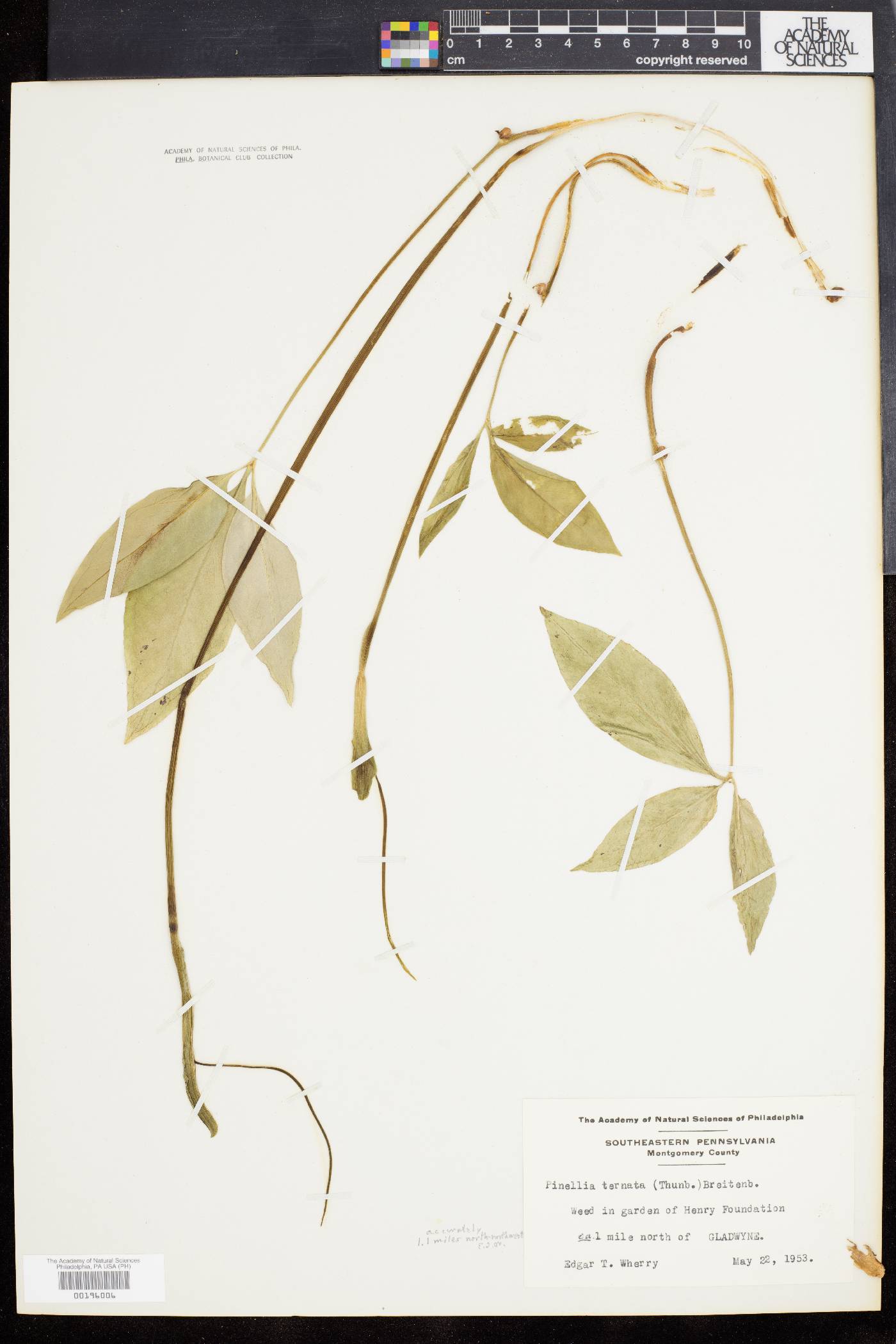 Pinellia image