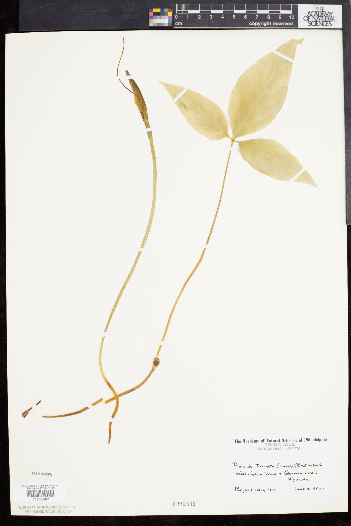 Pinellia ternata image