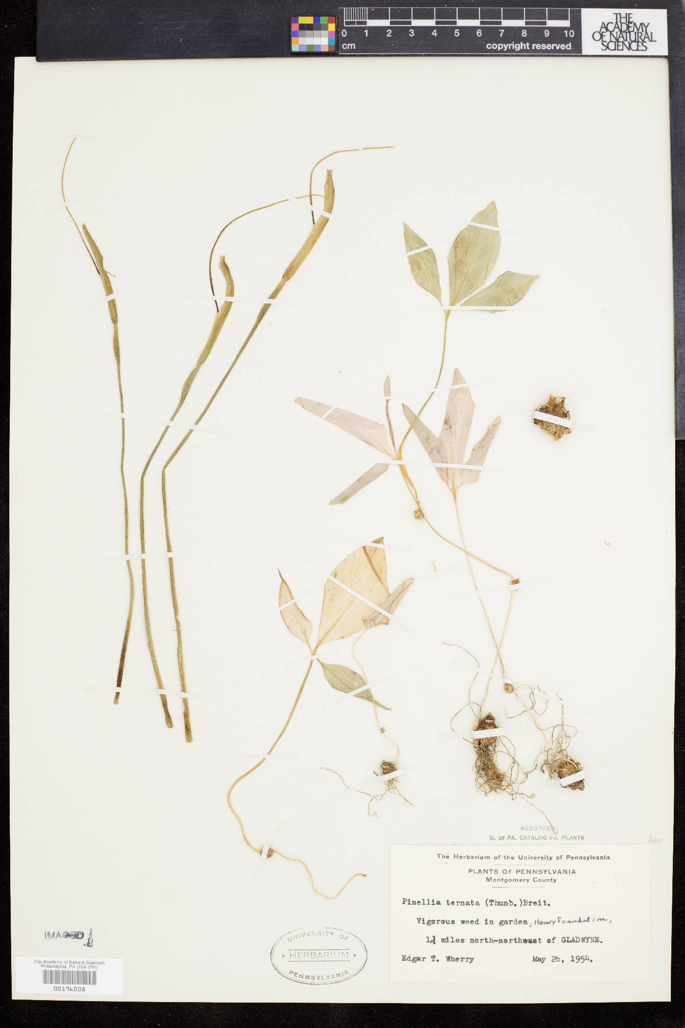 Pinellia ternata image