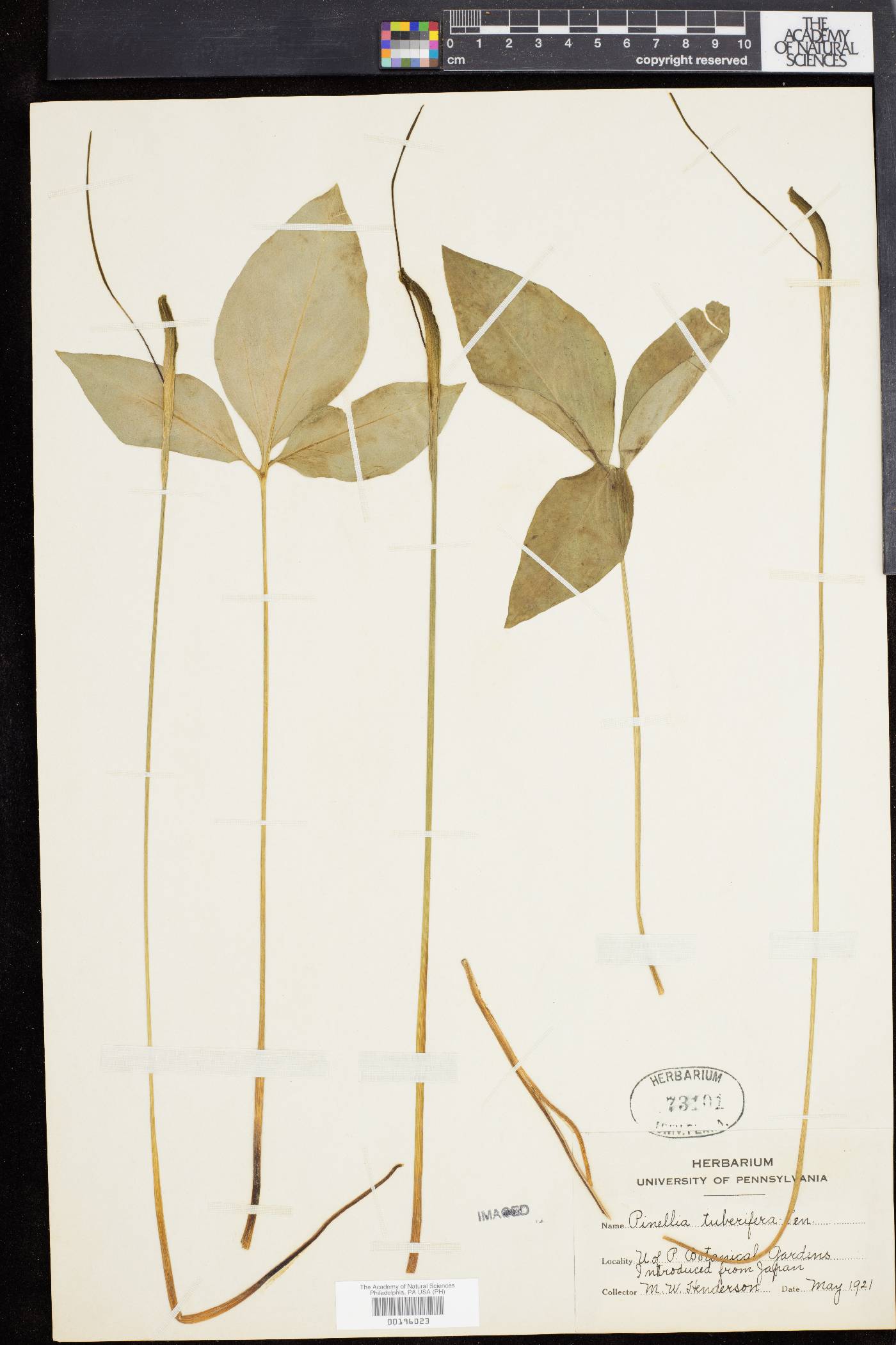 Pinellia ternata image