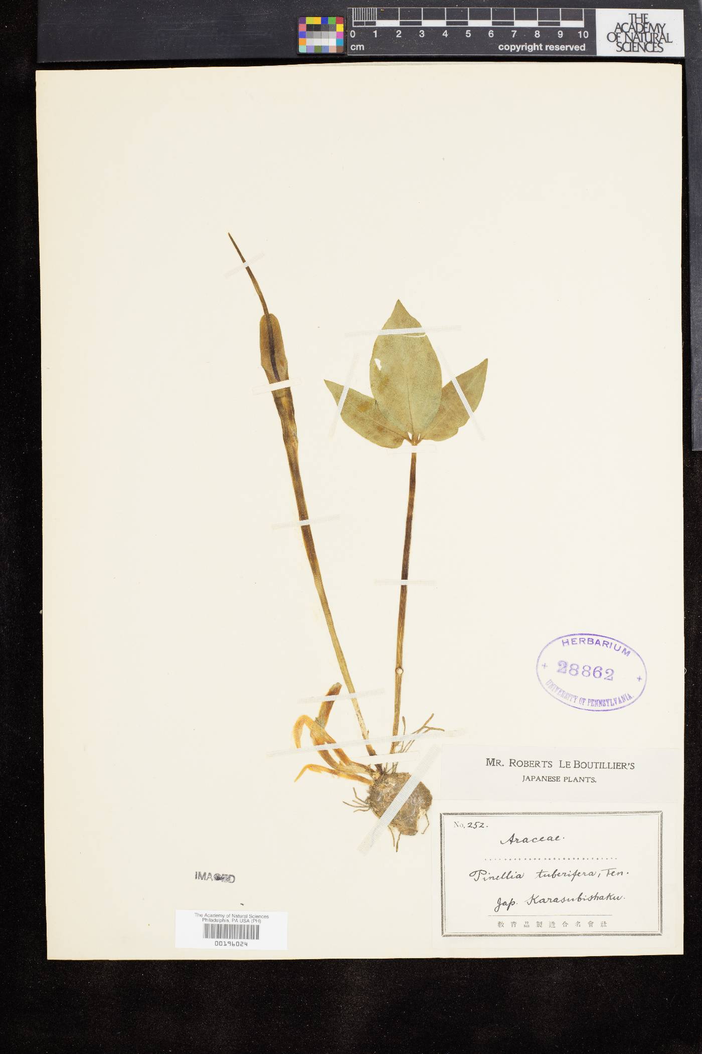 Pinellia ternata image
