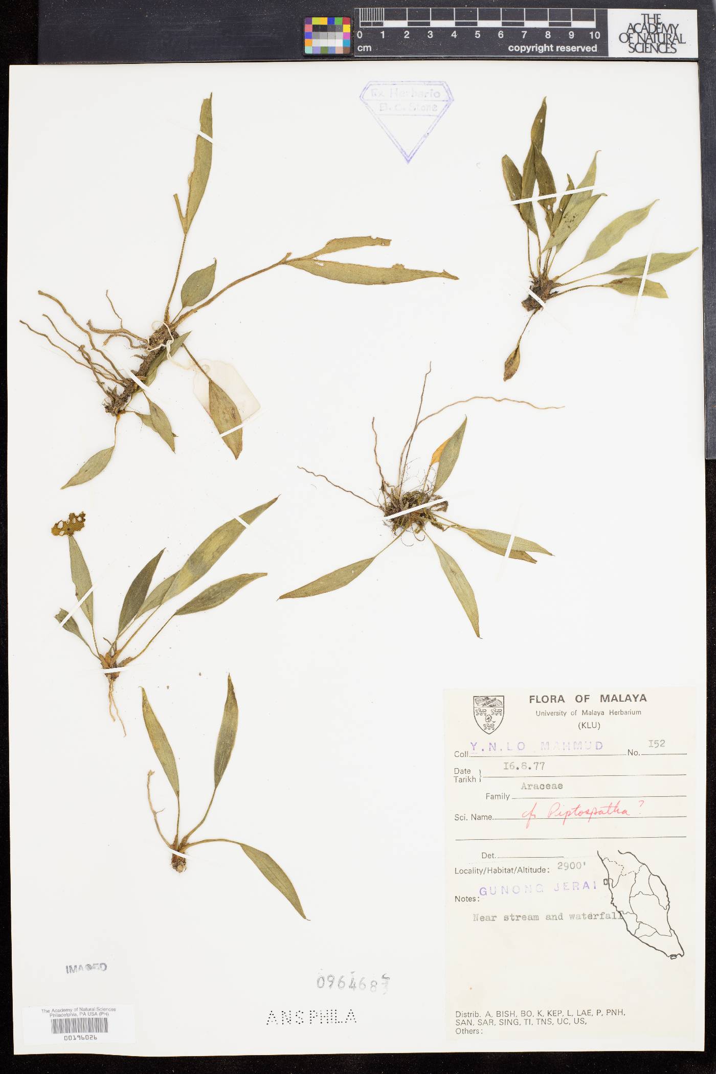 Piptospatha image