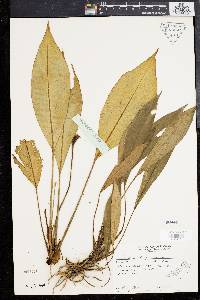 Media resource of Ooia grabowskii