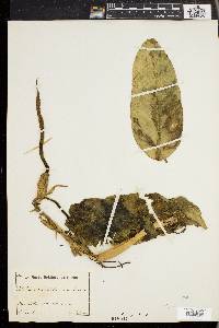 Philodendron lehmannii image