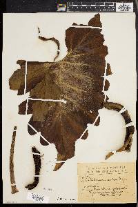 Thaumatophyllum undulatum image