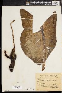 Philodendron tweedieanum image
