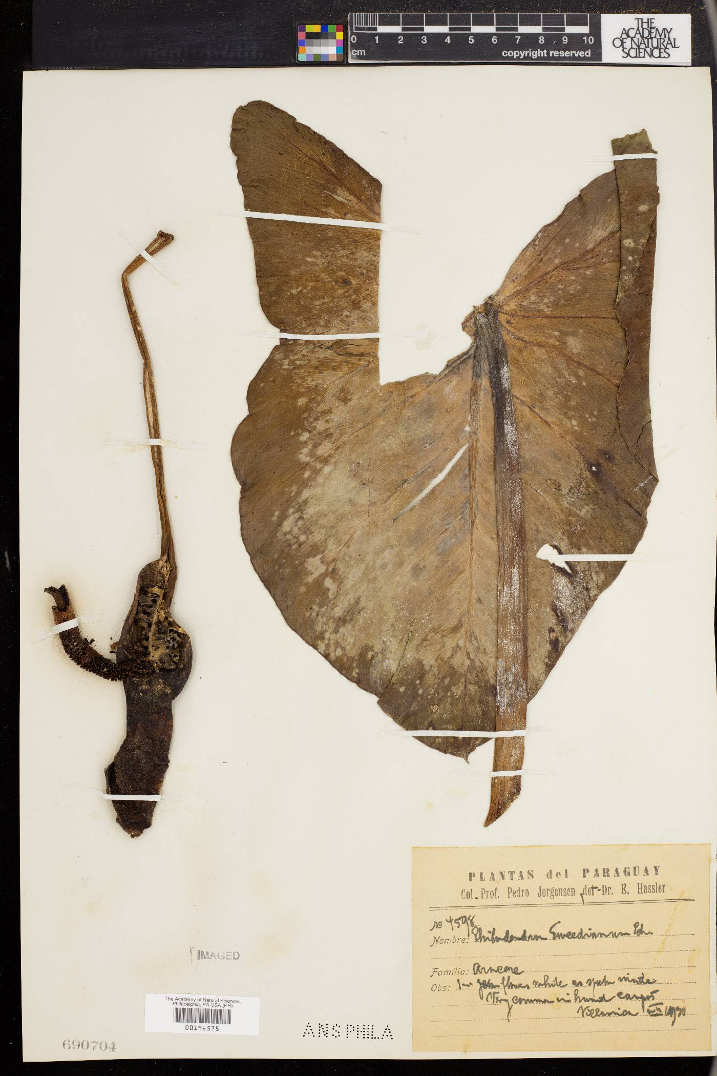 Philodendron tweedieanum image