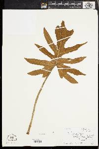 Philodendron radiatum image