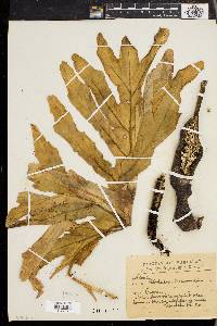 Philodendron selloum image