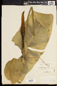 Philodendron sagittifolium image