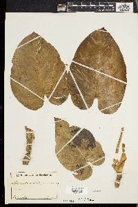 Philodendron multispadiceum image