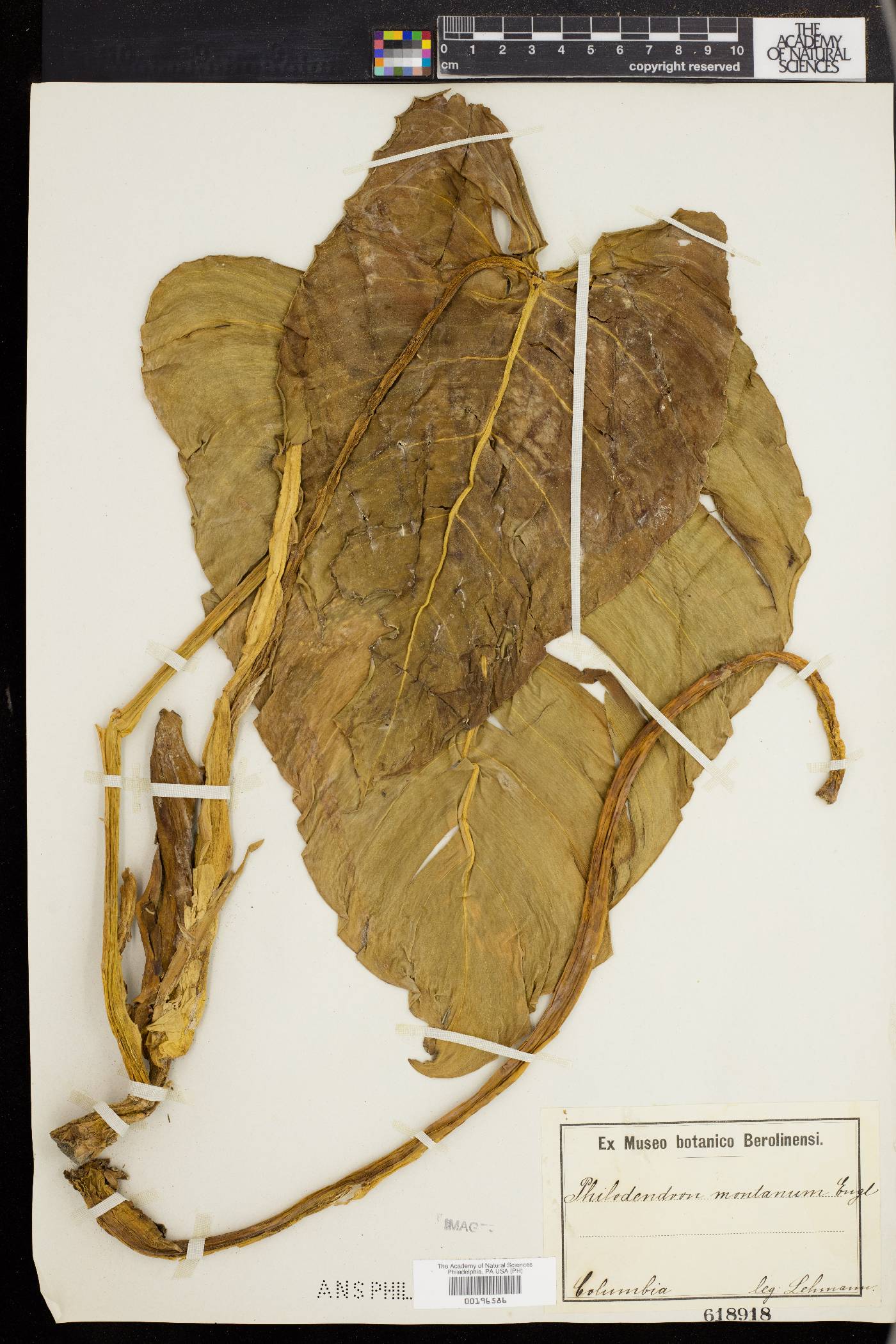 Philodendron montanum image